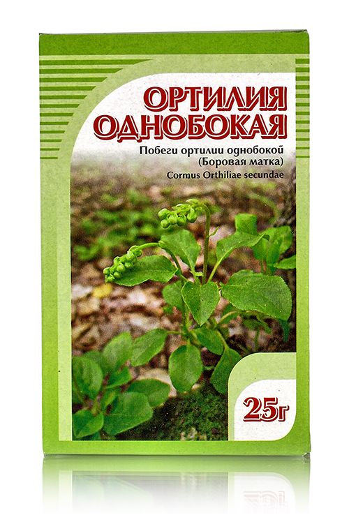 Ортилия однобокая (боровая матка), побеги 25гр. Хорст