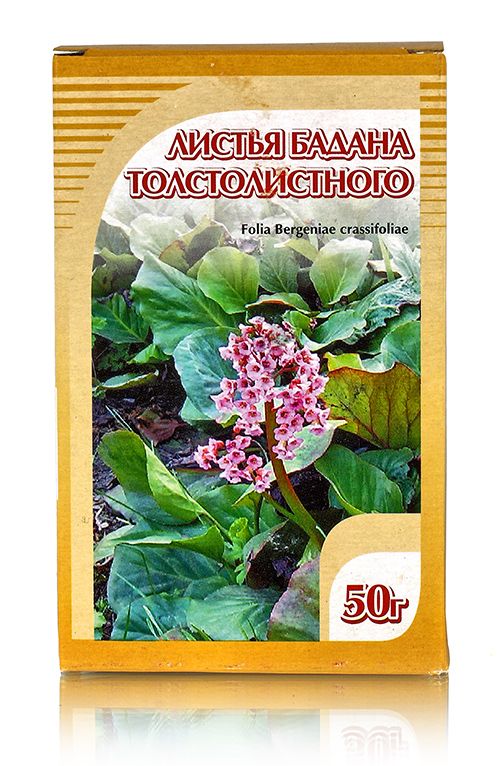 Бадан толстолистный, листья 50гр. Хорст